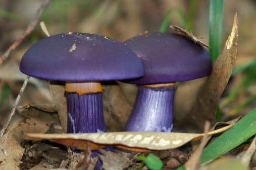 purple-mushrooms.jpg