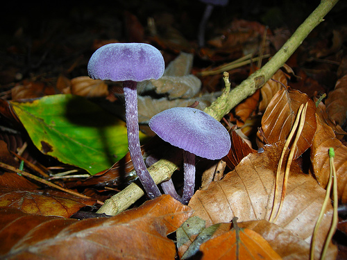 purple-shrooms-2.jpg
